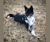 Photo of Chinook, a German Shepherd Dog, Siberian Husky, Border Collie, and Australian Cattle Dog mix