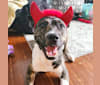 Latke, an American Pit Bull Terrier and Australian Cattle Dog mix tested with EmbarkVet.com