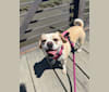 Honey, a Puggle tested with EmbarkVet.com