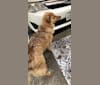 Koda, an English Springer Spaniel and German Shepherd Dog mix tested with EmbarkVet.com