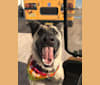 Sam, a German Shepherd Dog and Collie mix tested with EmbarkVet.com