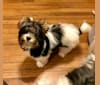 Gabbi, a Biewer Terrier tested with EmbarkVet.com
