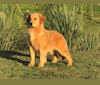 LIBERTY HENNA LISKA, a Golden Retriever tested with EmbarkVet.com