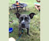 Cricket, an American Pit Bull Terrier and American Staffordshire Terrier mix tested with EmbarkVet.com