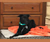 Bodie, an Australian Cattle Dog and Labrador Retriever mix tested with EmbarkVet.com