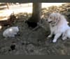 Photo of Voltaire, a Great Pyrenees  in 3512 Maple Bottom Dr, Unionville, VA 22567, USA