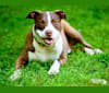 Noah, an American Pit Bull Terrier and Tibetan Terrier mix tested with EmbarkVet.com