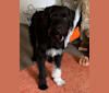 Bode, an Airedale Terrier and Border Collie mix tested with EmbarkVet.com