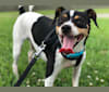 Leela, a Miniature Pinscher and Russell-type Terrier mix tested with EmbarkVet.com