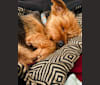 Hakeem, a Yorkshire Terrier tested with EmbarkVet.com