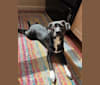 Wexford, a Chihuahua and Dachshund mix tested with EmbarkVet.com