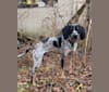 Leroy, a Bluetick Coonhound tested with EmbarkVet.com