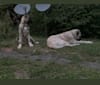 Wolf House Magna, an Anatolian Shepherd Dog tested with EmbarkVet.com