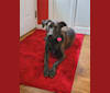 Harper, an American Pit Bull Terrier and Australian Shepherd mix tested with EmbarkVet.com