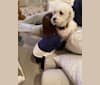 Henry, a Bichon Frise tested with EmbarkVet.com