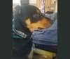 Tug, a Rottweiler and German Shepherd Dog mix tested with EmbarkVet.com