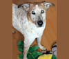 Lucy, a German Shepherd Dog and American English Coonhound mix tested with EmbarkVet.com