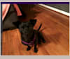 Raven, a Chihuahua and Dachshund mix tested with EmbarkVet.com