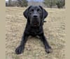 Mae, a Labrador Retriever tested with EmbarkVet.com