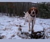 Ozloe, an American English Coonhound tested with EmbarkVet.com