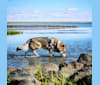 Yukon a dog tested with EmbarkVet.com