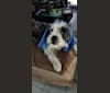 Photo of Peg, a Maltese, Boston Terrier, and French Bulldog mix in Orlando, Florida, USA