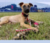 Capisce, a Whippet and Border Collie mix tested with EmbarkVet.com