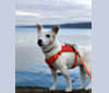 Olivia Cook, a Russell-type Terrier tested with EmbarkVet.com