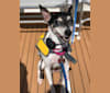 Snoopy, a Russell-type Terrier and Chihuahua mix tested with EmbarkVet.com