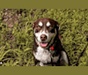 Photo of Brownie, a Siberian Husky, American Pit Bull Terrier, and Labrador Retriever mix in Yanceyville, North Carolina, USA