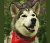 Ace, a Siberian Husky tested with EmbarkVet.com