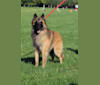 AXL, a Belgian Shepherd tested with EmbarkVet.com