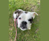 Bella, a Bulldog and Staffordshire Terrier mix tested with EmbarkVet.com