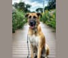 Photo of Luger, a German Shepherd Dog and Great Pyrenees mix in California, USA