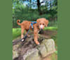 Photo of Finn, a Poodle (Small), Labrador Retriever, and Golden Retriever mix in Bloomsburg, Pennsylvania, USA