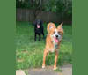 Arya, a German Shepherd Dog and Australian Shepherd mix tested with EmbarkVet.com