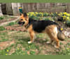 Ilsa, a German Shepherd Dog and Labrador Retriever mix tested with EmbarkVet.com