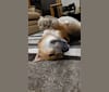 Photo of Loki, a German Shepherd Dog and Siberian Husky mix in Byron, New York, USA