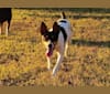 Photo of Hemi, a Rat Terrier  in Stokesdale, NC, USA