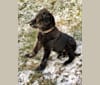 Photo of Hank, a German Shepherd Dog, Great Pyrenees, and Chinese Shar-Pei mix in Kentucky, USA