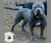 Beefy, an American Bully tested with EmbarkVet.com