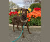 Beau, an American Village Dog tested with EmbarkVet.com