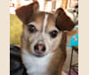 Wally, a Pomeranian and Chihuahua mix tested with EmbarkVet.com