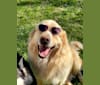 Photo of Flynn, a Labrador Retriever, Great Pyrenees, Bernese Mountain Dog, Border Collie, and Mixed mix in Horse Cave, Kentucky, USA