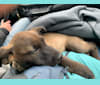 Gracie, an American Pit Bull Terrier and Labrador Retriever mix tested with EmbarkVet.com