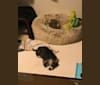 Winston, a Miniature Schnauzer and Chihuahua mix tested with EmbarkVet.com