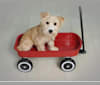 Ella, a Miniature Schnauzer and Chihuahua mix tested with EmbarkVet.com