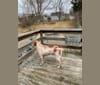 Photo of Scout, an Australian Cattle Dog, German Shepherd Dog, Labrador Retriever, English Springer Spaniel, and Mixed mix in Bastrop, Texas, USA