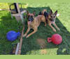 Nyx, a Belgian Shepherd tested with EmbarkVet.com