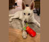 Ugo a dog tested with EmbarkVet.com